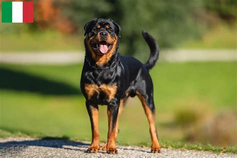 Allevatori di Rottweiler in Toscana .